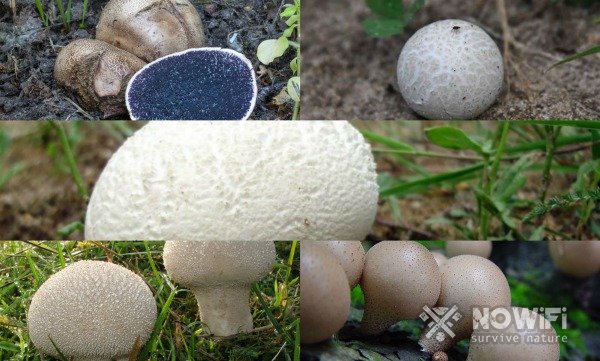 Съедобен грибной или нет