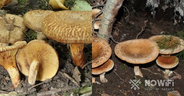 Съедобны белые грибы или нет?
