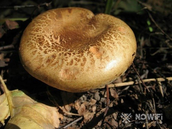 Съедобны белые грибы или нет?