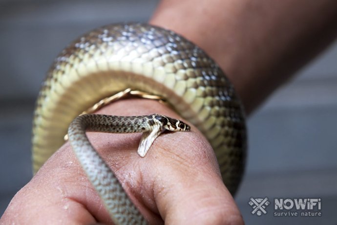 Как оказать первую помощь при укусе ядовитой змеи