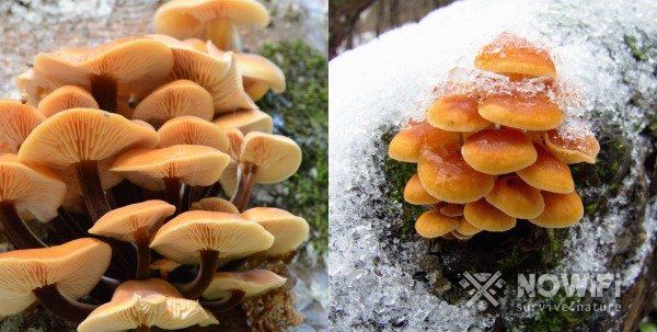 Как собирать грибы в лесу, правила