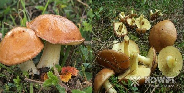 Как собирать грибы в лесу, правила