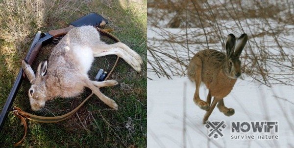 Как приготовить зайца в казане на огне