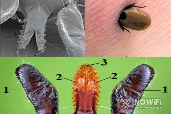 Как выглядит клещ при энцефалите