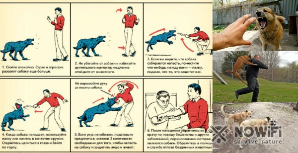 Как защититься от нападения собак