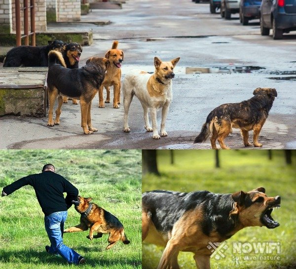 Как защититься от нападения собак