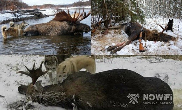 Зимняя охота на лося