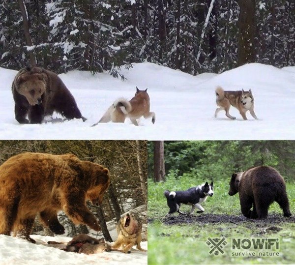 Охота на медведя с хаски