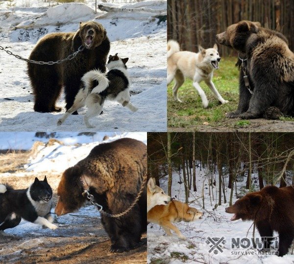 Охота на медведя с хаски