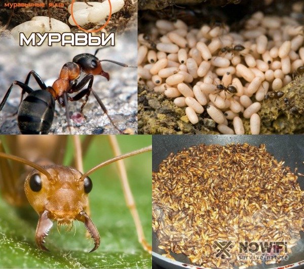 Кормление насекомых и земноводных в экстремальных условиях