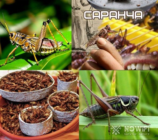 Кормление насекомых и земноводных в экстремальных условиях