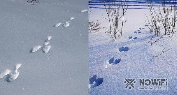 Следы зайца на снегу