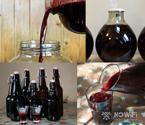 Вино из черной смородины: приготовление в домашних условиях